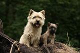 CAIRN TERRIER 380